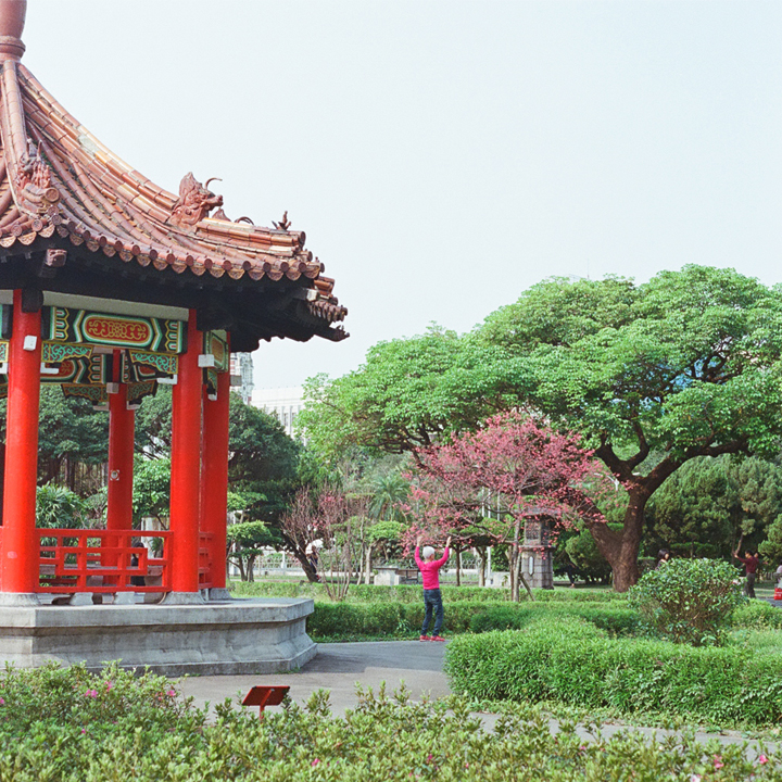 「花と手紙だより」2026年3月12日